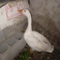 غاز نر