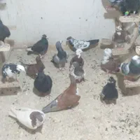 ۳۶ عدد کفتر  بوم