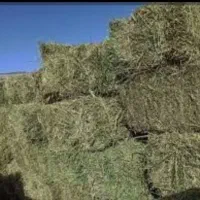 مقداری بیده و یونجه فروشی