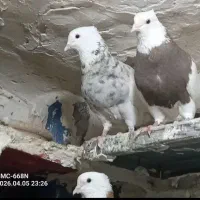طوقی نسل دار سرحال شکلاتی و سرکه ای