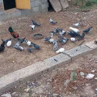 کبوتر بسیار سرحال پرشی می‌باشد