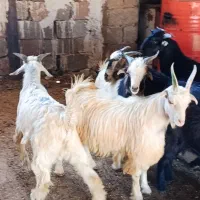 فروش کهره نر چاق سبک