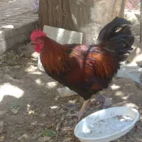 خروس برای خون و مرغ