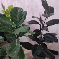 گل فیکوس فوق العاده با کیفیت 180 تا 290
