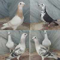 کفتر کشکی شامی موریس کرم