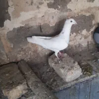 کبوتر پلاکی