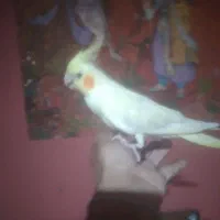 طوطی عروس 2 ماهه