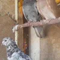 کبوتر پرشی سرور