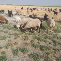 فروش ۵ راس میش ترکی داشتی