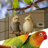 پرنده سرای