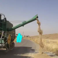 جو دیم ۵۵هزار