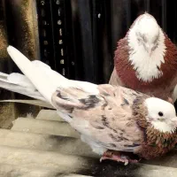 جفت ابلغ سرور