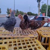 جوجه خروس محلی