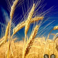 فروش گندم