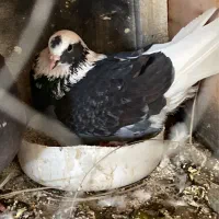 کبوتر شازده