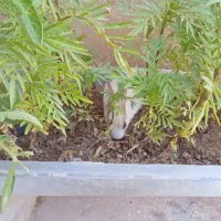 خرگوش|موش و خرگوش|هفتگل, |دیوار