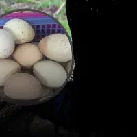 تخم طاووس
