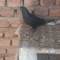 کبوتر