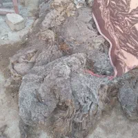 پشم پشم پشم