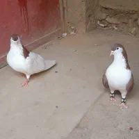 کفتر کبوتر ساده .خال.سینه