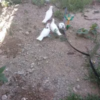 کبوتر