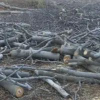 هرس کردن انواع درختان وخریدار چوب