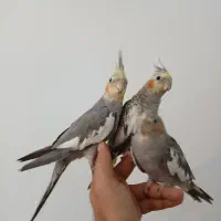 ۳ عدد جوجه عروس هلندی رام و سخنگو