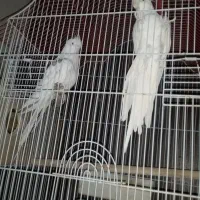 عروس هلندی  البینو با دوکت