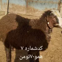 بره نرهموفروشی هرکدوم ۷۰تومن