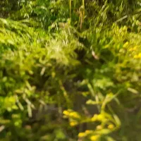 زمین تجاری و زراعی در سرعین