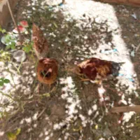 فروش مرغ وخروس