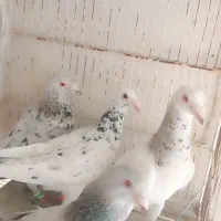 کفتر جفتگاه و هوایی