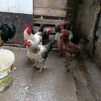 خروس گلپایگان