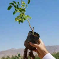 گل محمدی گلدانی و ریشه پر