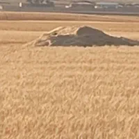فروش کاه گندوم دیم