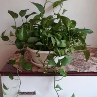 پتوس شاداب و پر از جوانه
