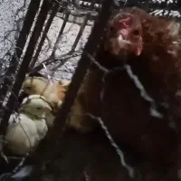 مرغ با جوجه ۲روزه