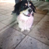 سگ زیبا و باهوش