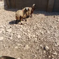 بره ماده