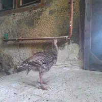 بوقلمون