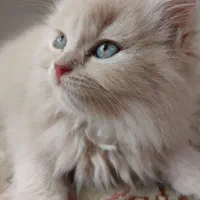 اسکاتیش پرشین