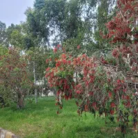 اوراق شهرداری مناسب همه مناطق