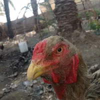 خروس خانگی واصیل