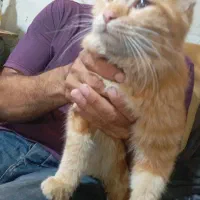 گربه پرشین خانگی