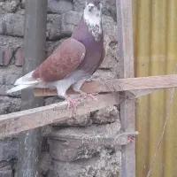 کبوتر