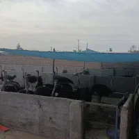 شترمرغ پرواری