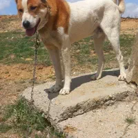 سگ.|سگ|بروجرد, |دیوار