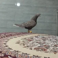 کبوتر دمسفید ماده قهوه‌ای
