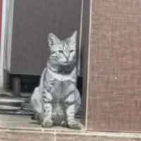 گربه خاکستری گم شده