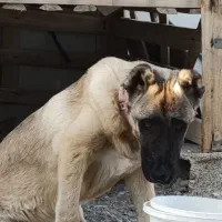 توله سگ سرابی